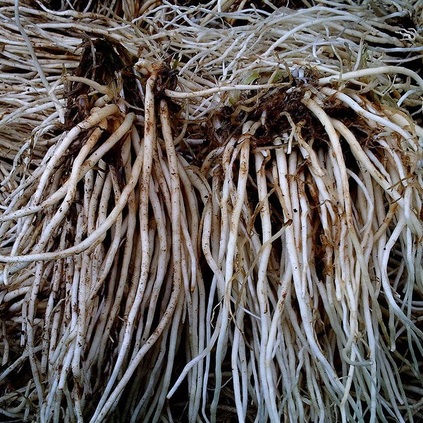 삼채뿌리 3kg 친환경 국내산